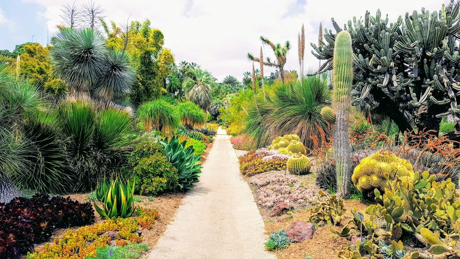 Desertscape garden path with cactus and drip irrigation in Palm Springs